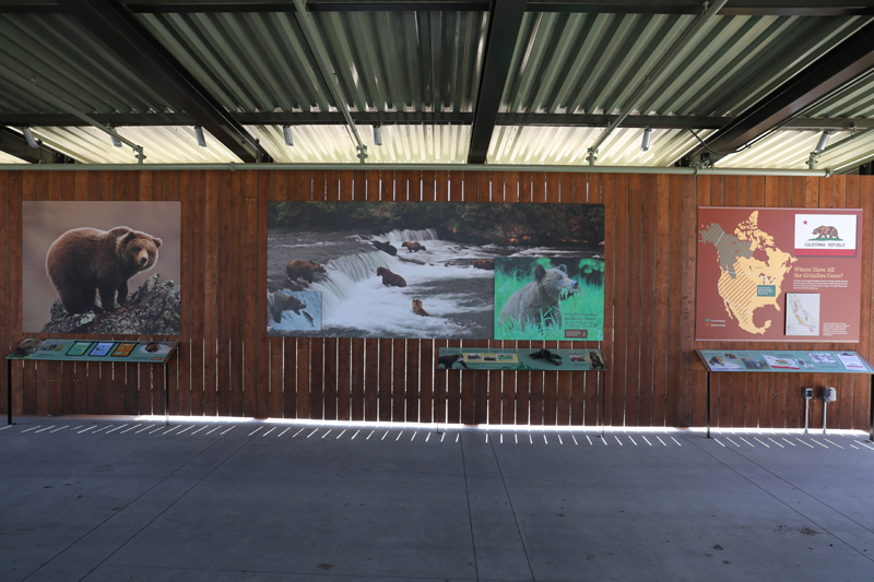 grizzly bear graphics