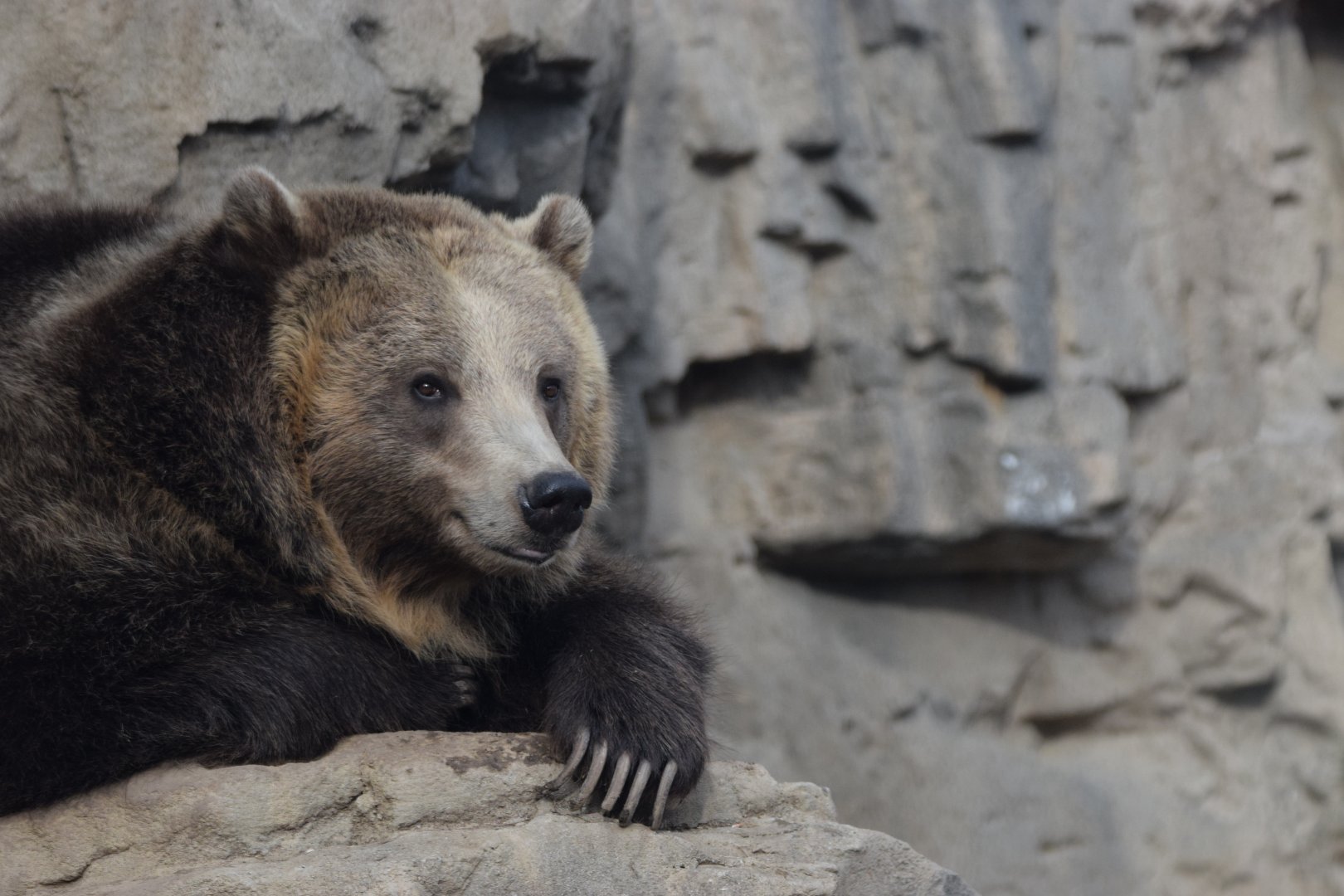 [Grizzly bear] Grizzly Ridge- grizzly bear (Ursus arctos horribilis)