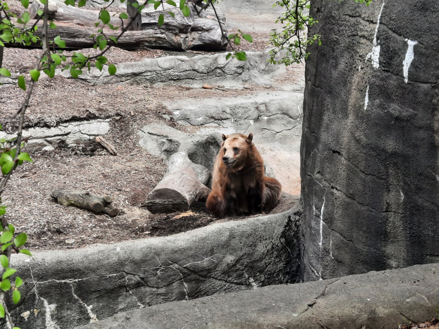 Grizzly Bear in a Hole