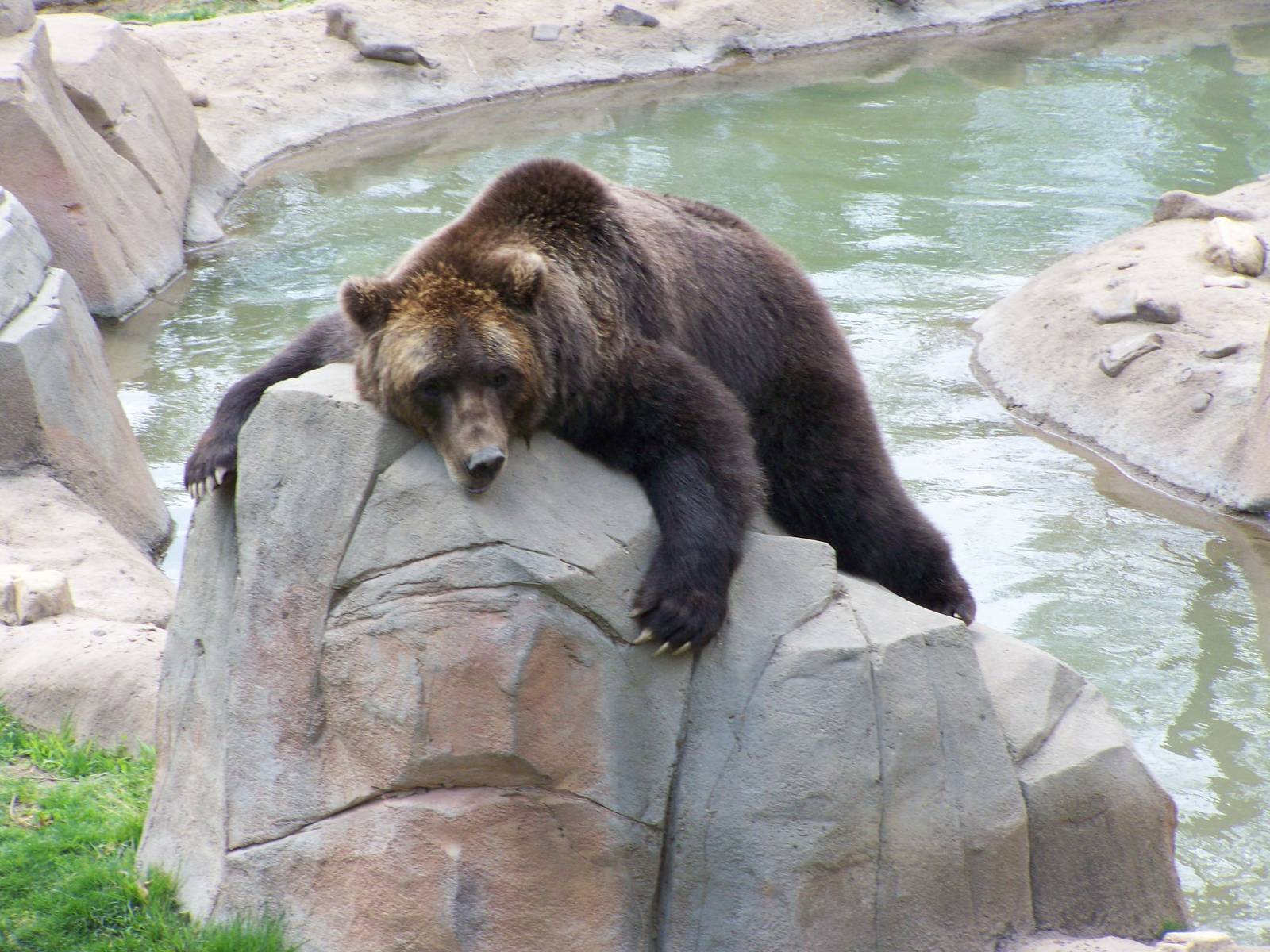 Grizzly Bear in Memphis