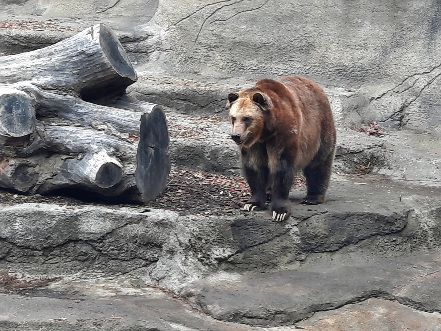 Grizzly Bear In Old Grotto