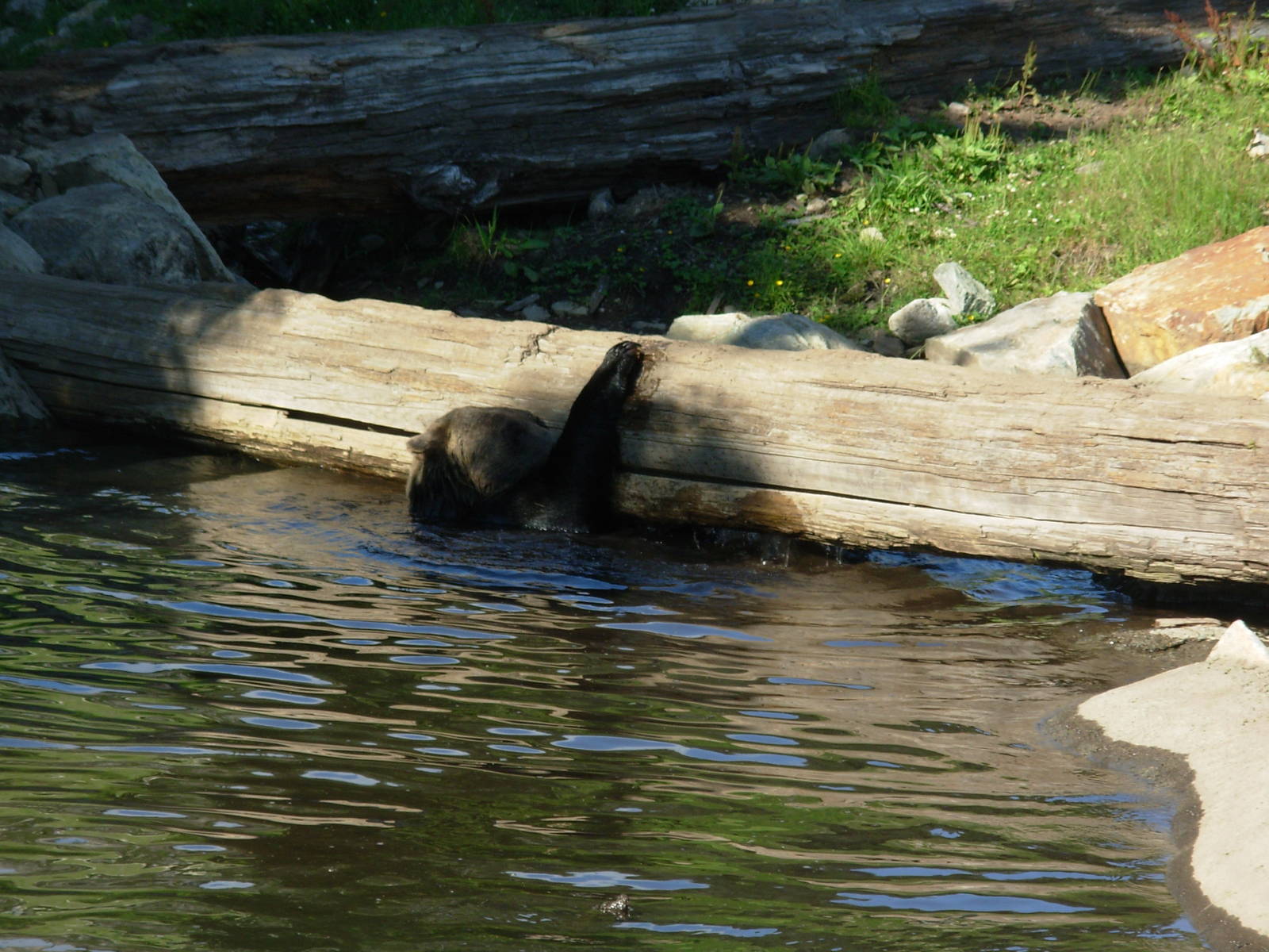 Grizzly Bear in one of the deep pools