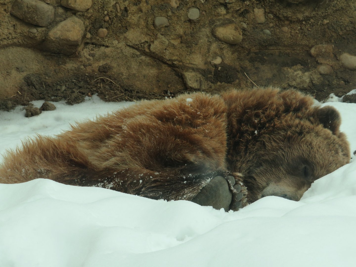 Grizzly bear in the snow