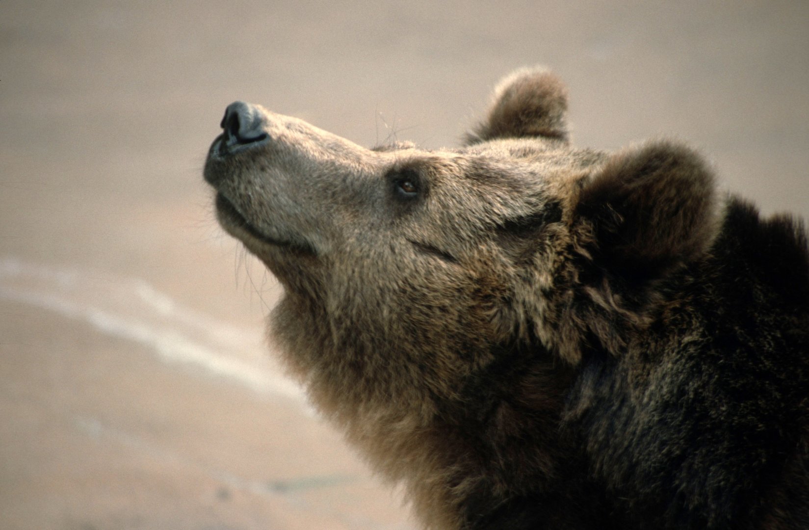 Grizzly bear (July 1994)