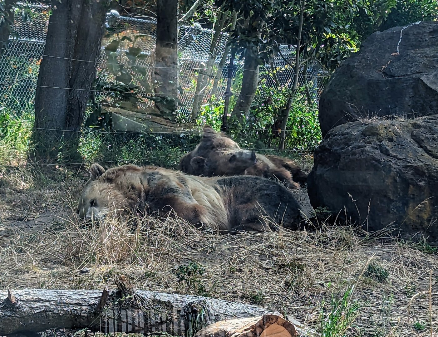 Grizzly Bear - July 8th 2023