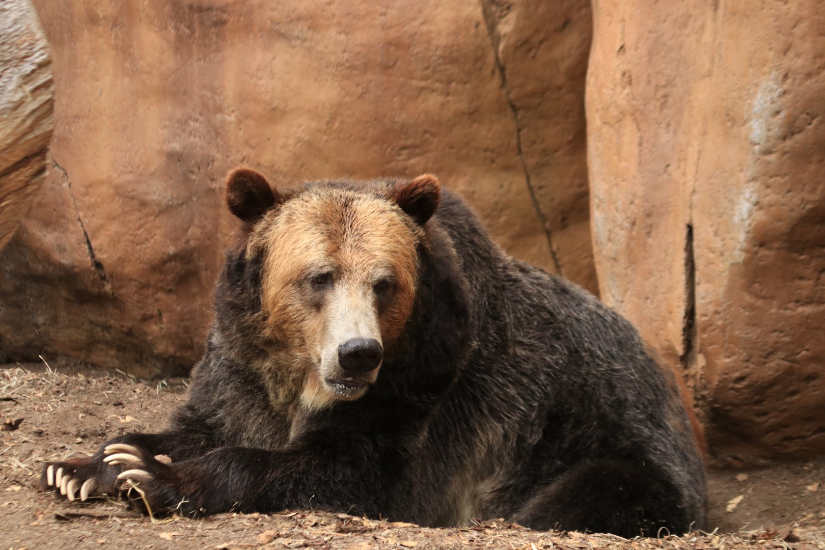 Grizzly bear (June 2019)