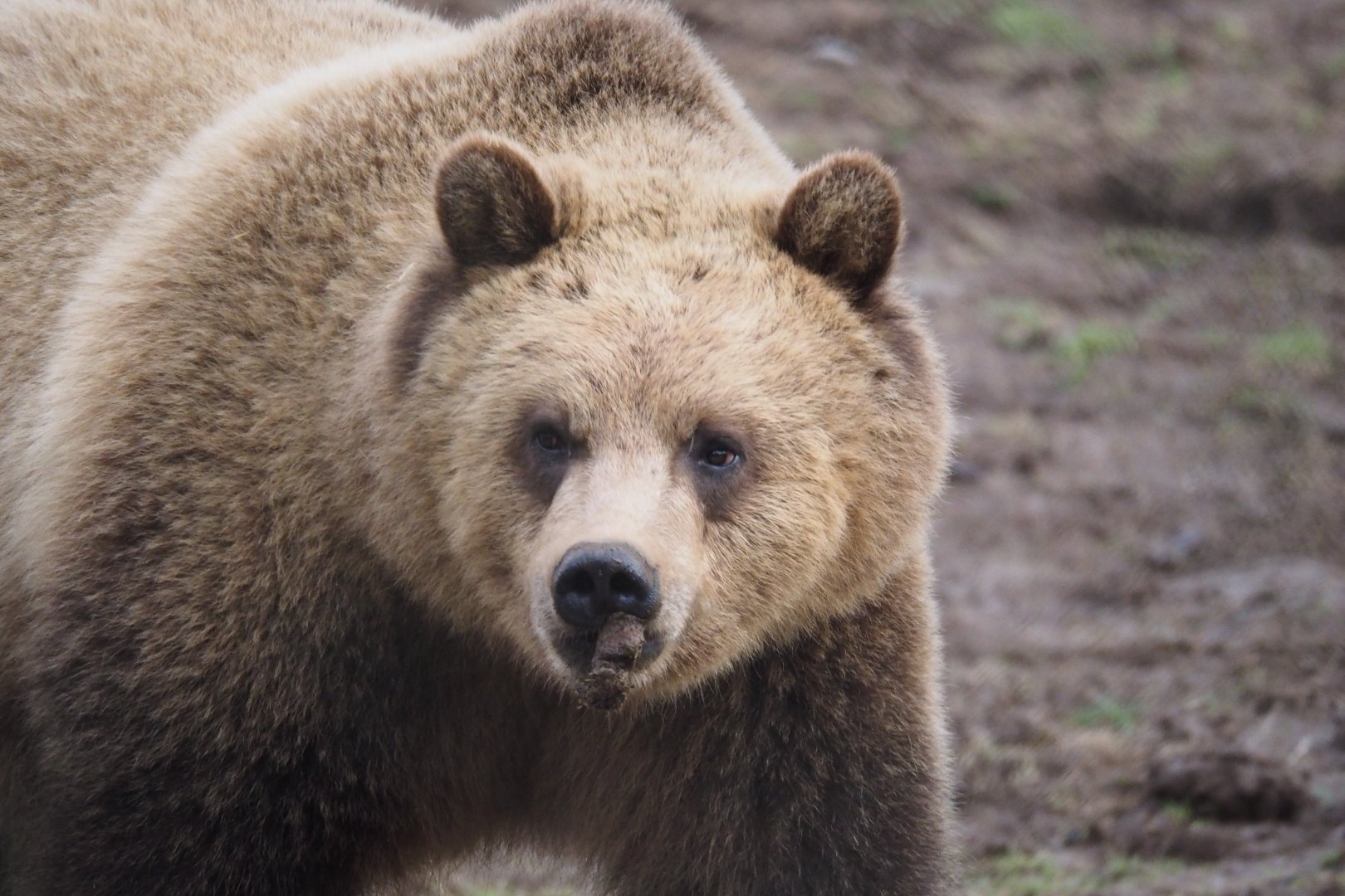 Grizzly Bear (Juvenile) - 01/15/2022