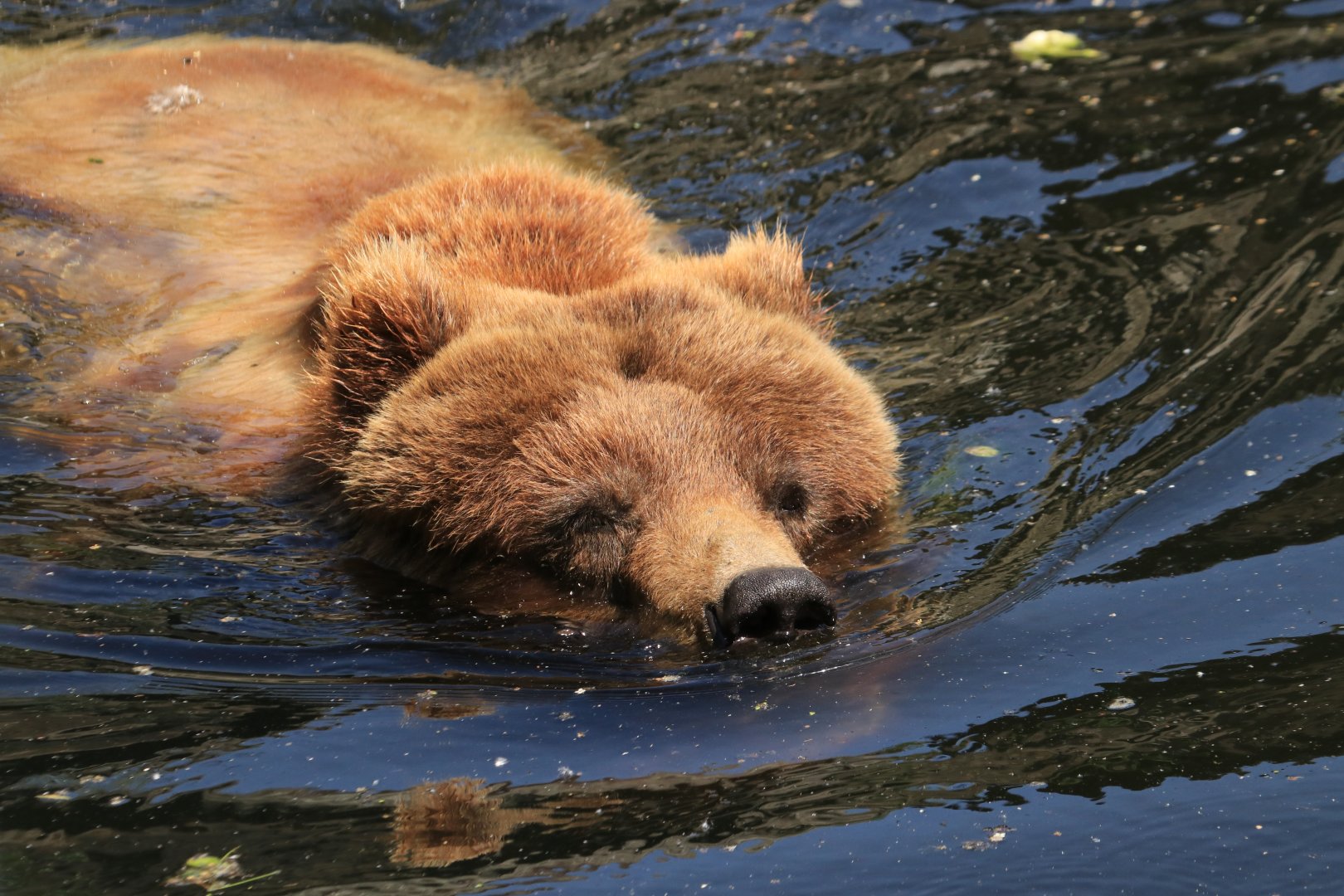 Grizzly bear - May 2020