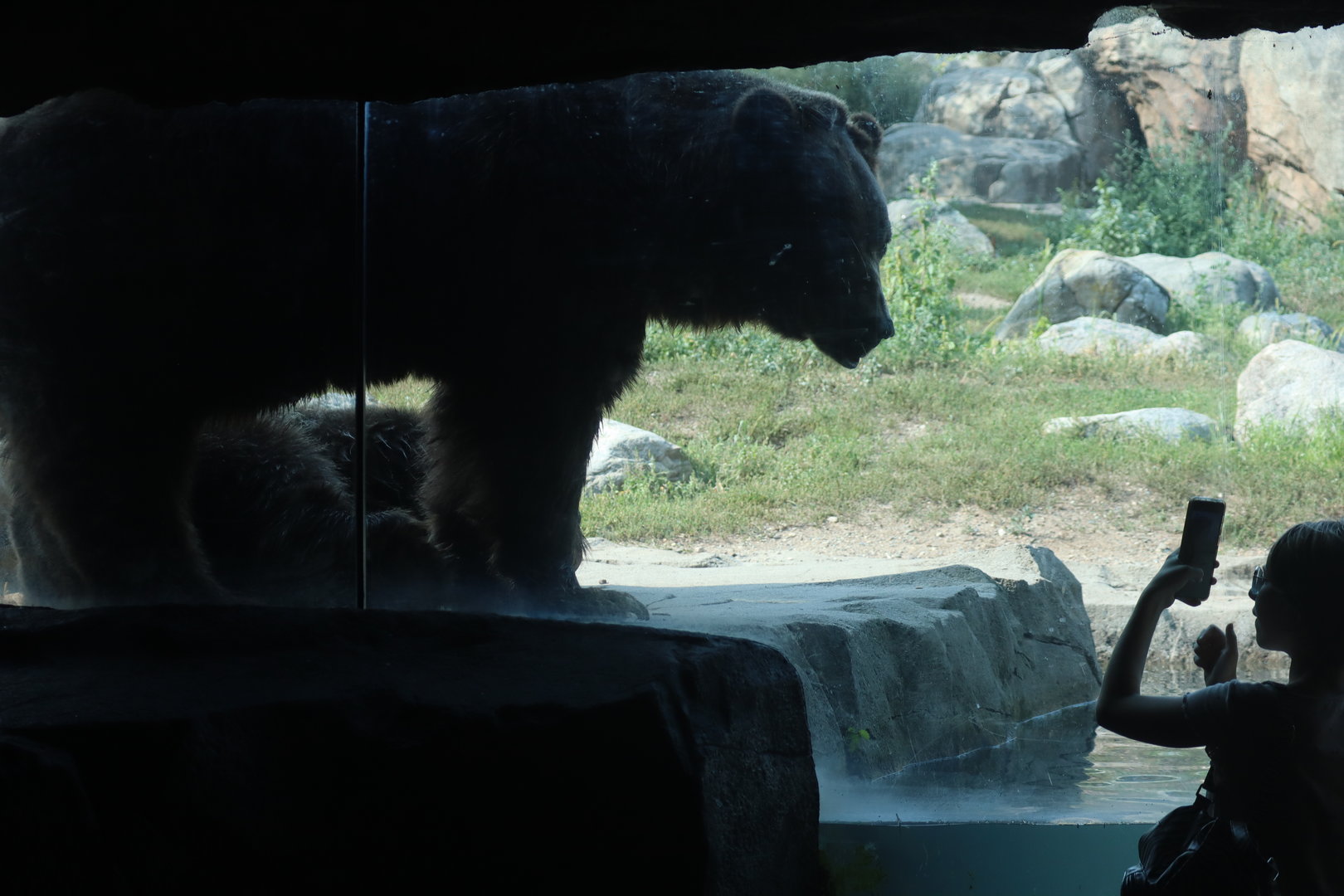 Grizzly Bear next to Humans