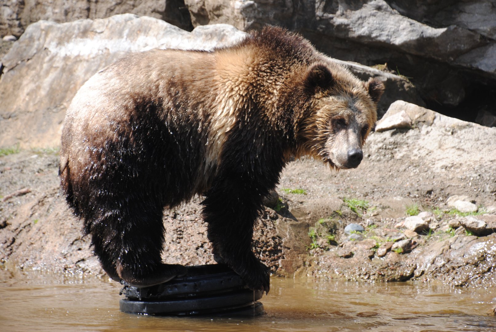 Grizzly Bear (North American Mountains section)