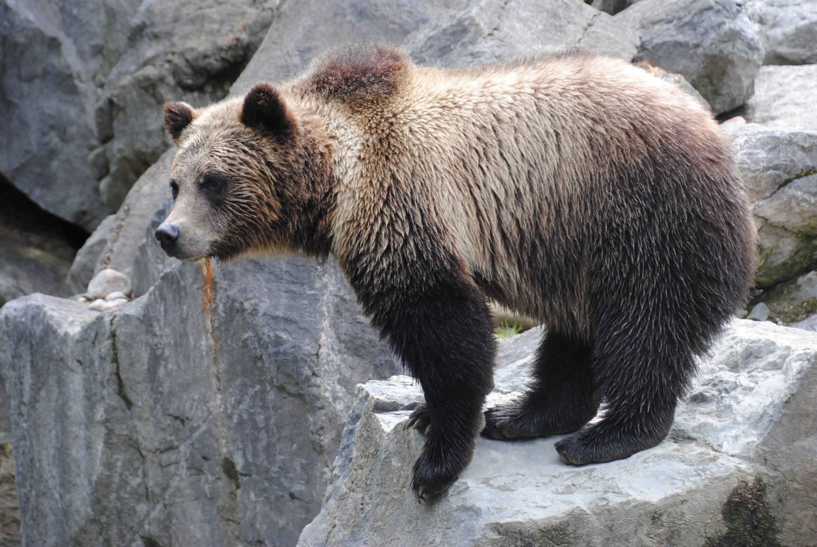 Grizzly Bear (North American Mountains section)