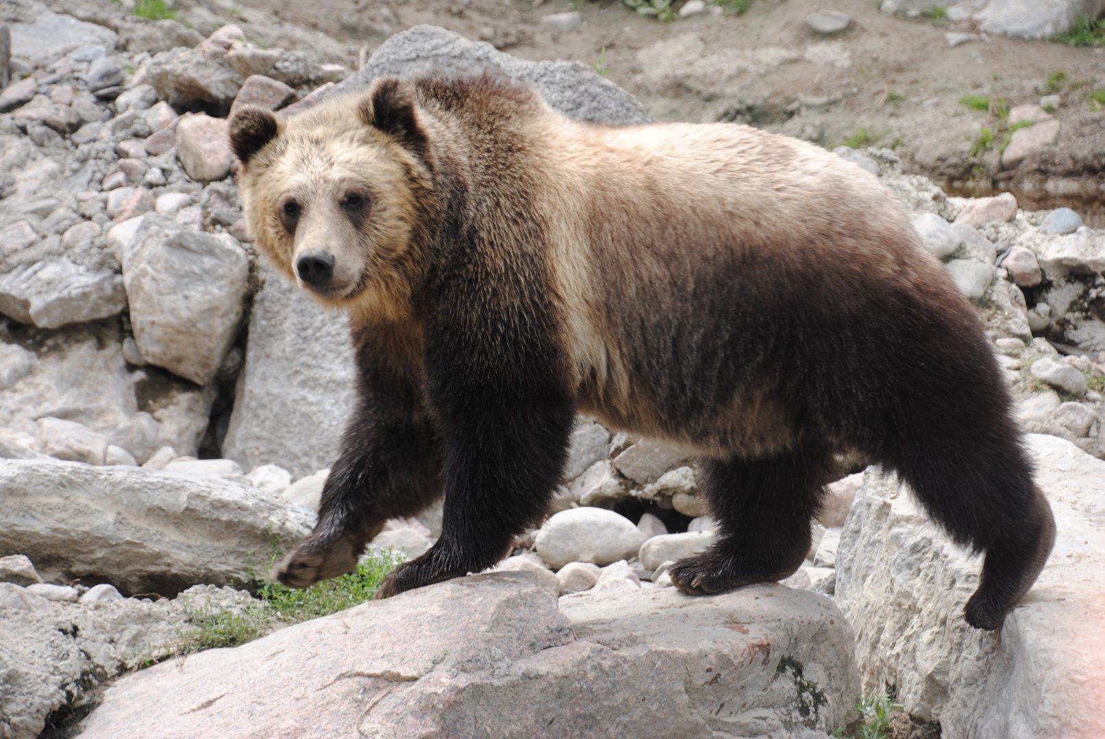 Grizzly Bear (North American Mountains section)