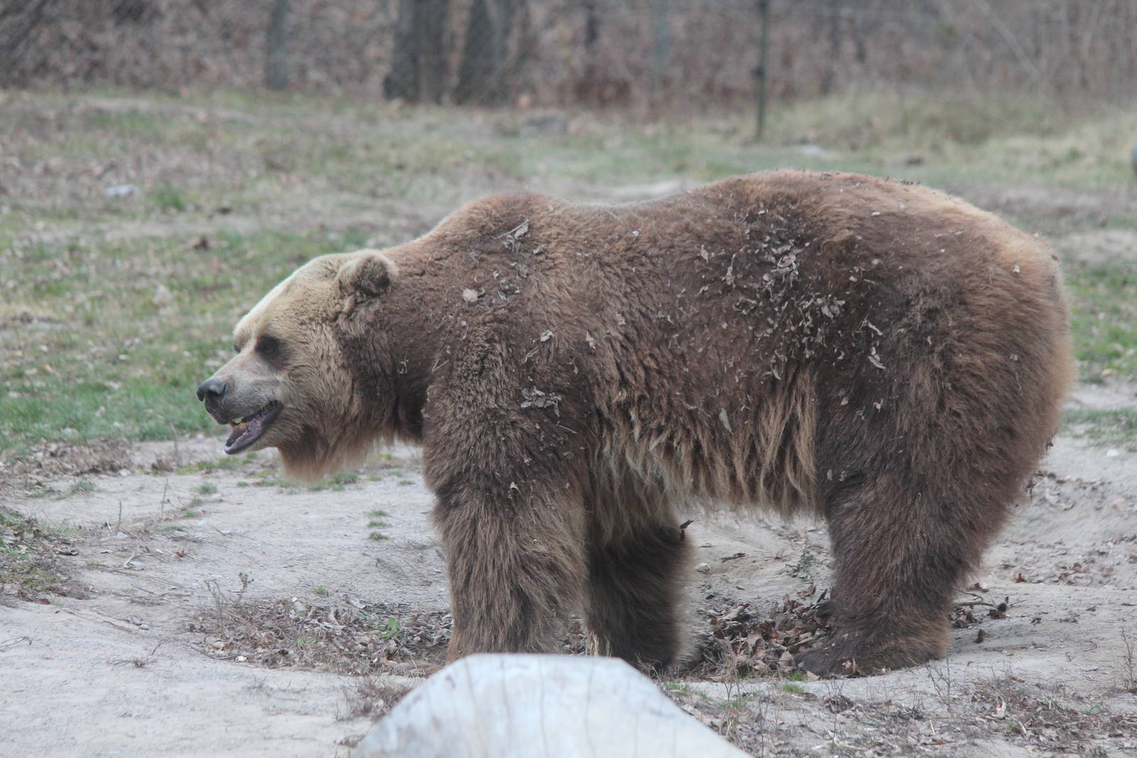 Grizzly Bear - Nov 2012