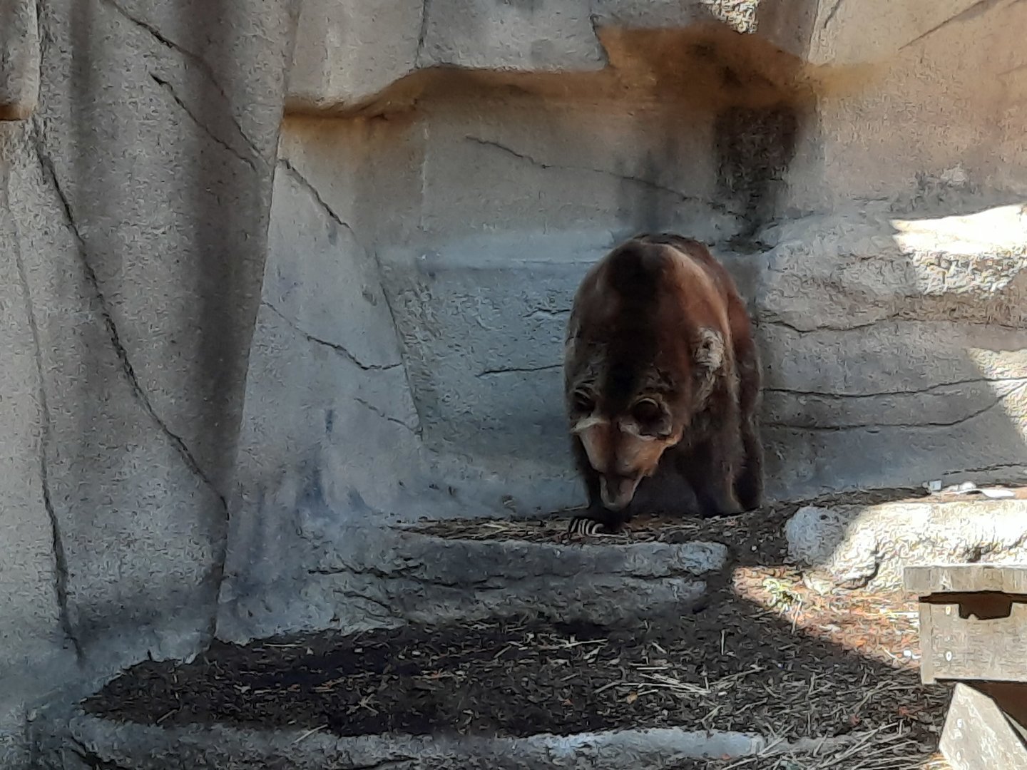 Grizzly Bear, Oct 2022