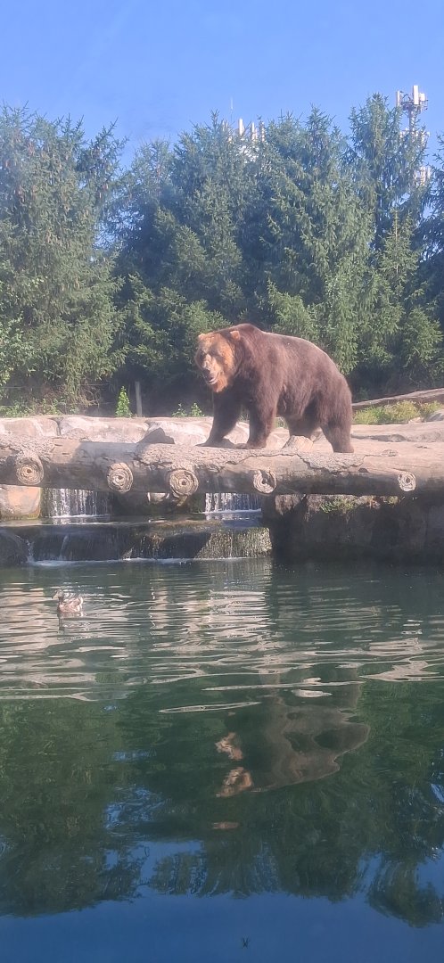 Grizzly bear on a log at the columbus zoo