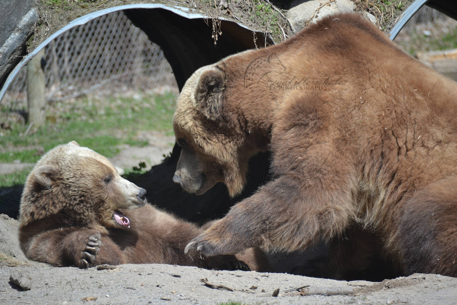 Grizzly bear play