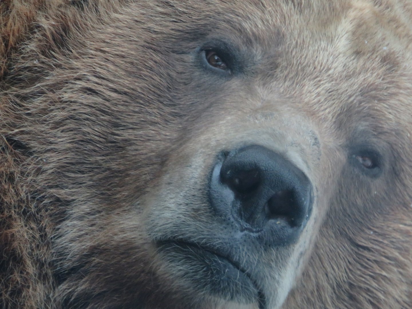 Grizzly bear Portrait