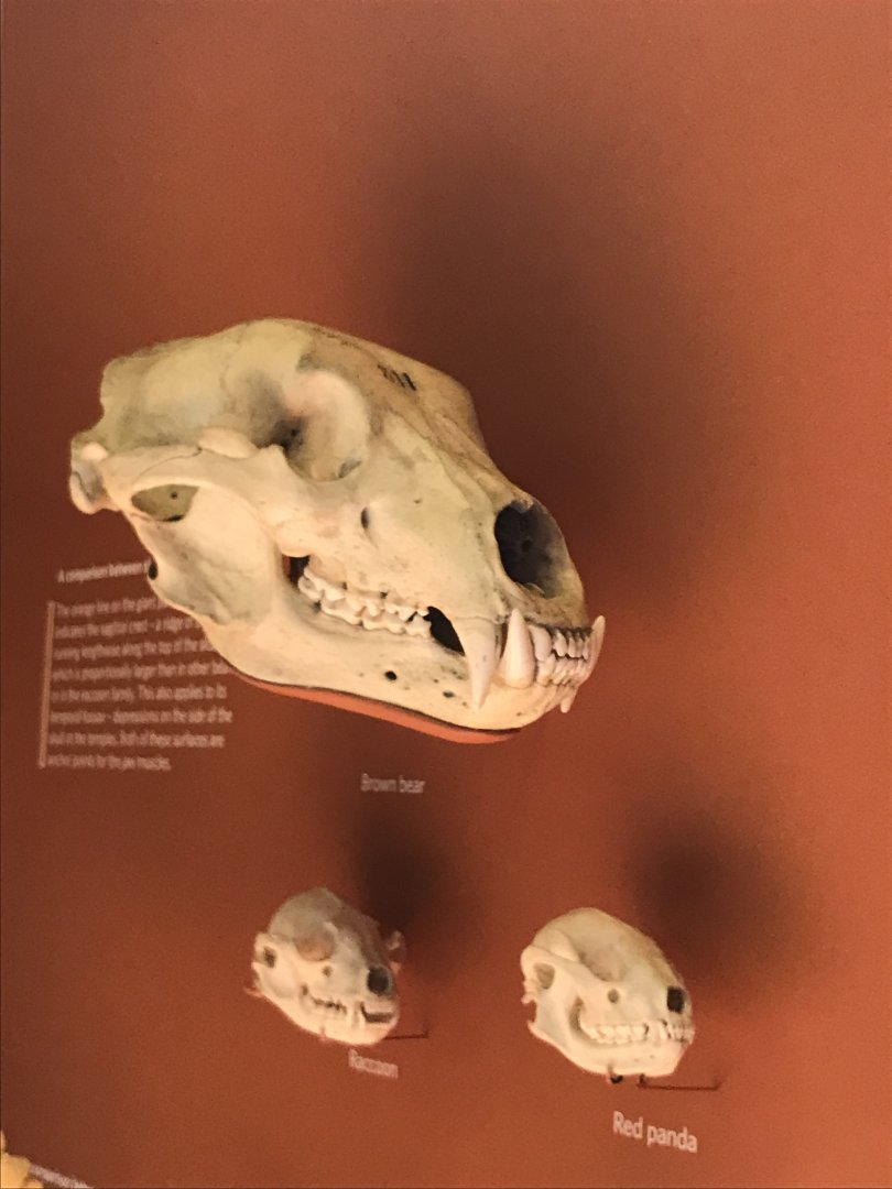 Grizzly bear, raccoon and red panda skulls