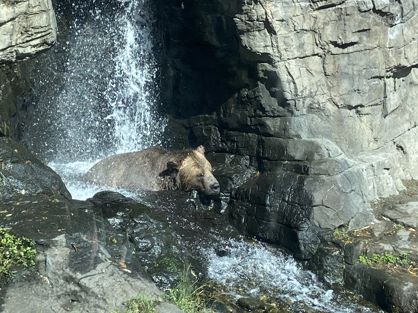 Grizzly Bear Relaxing Under Waterfall