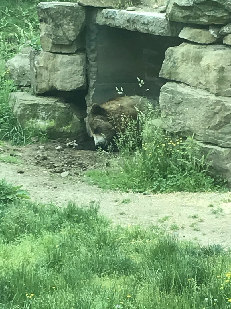 Grizzly Bear Resting