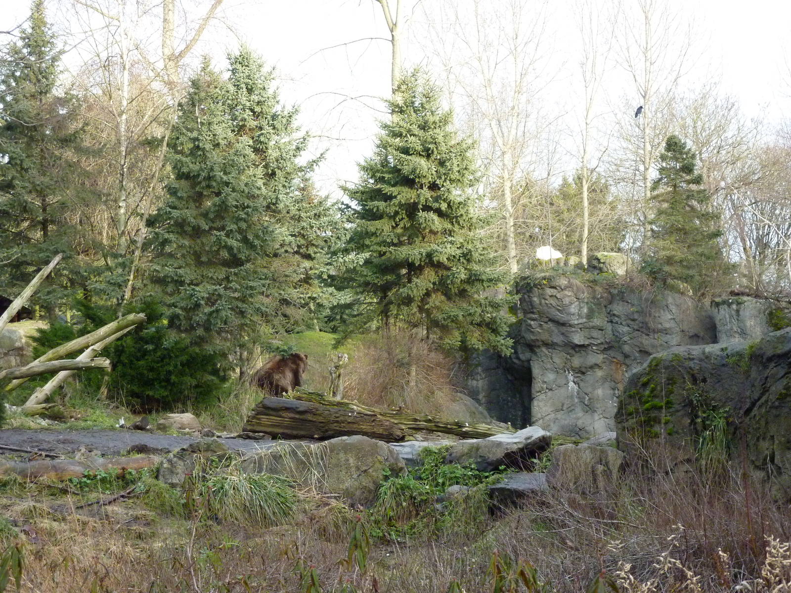 Grizzly Bear + Rocky Mountain Goat