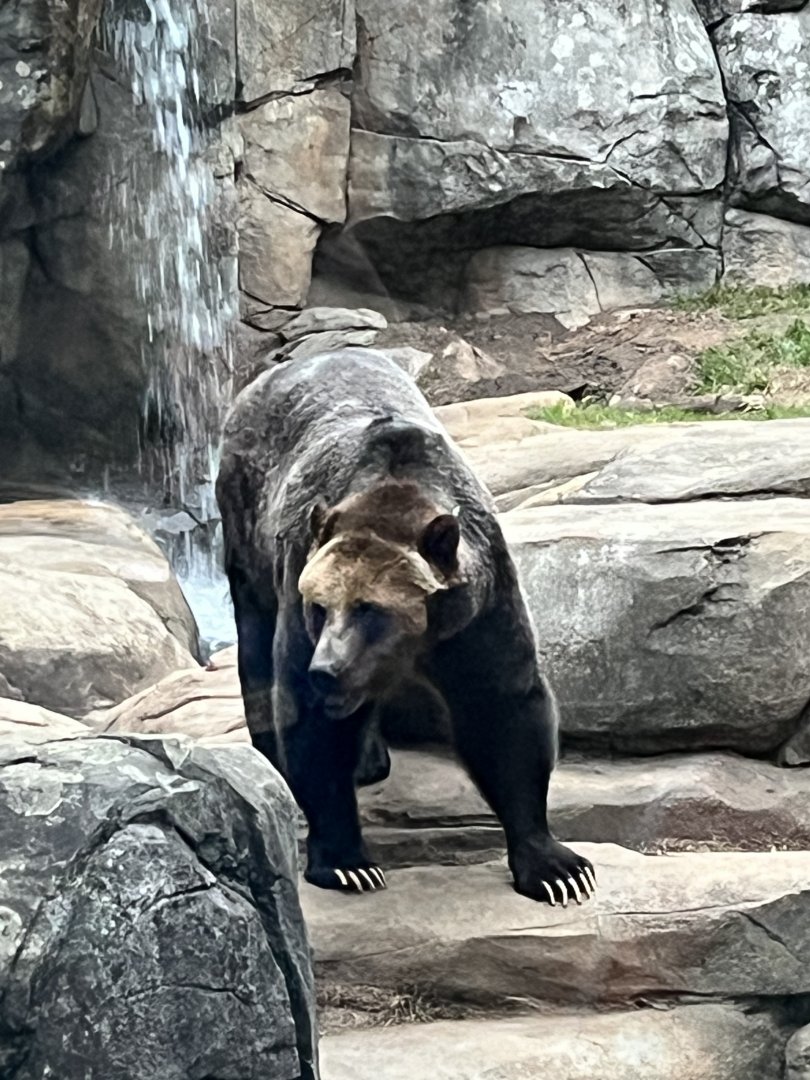 Grizzly Bear - Ronan