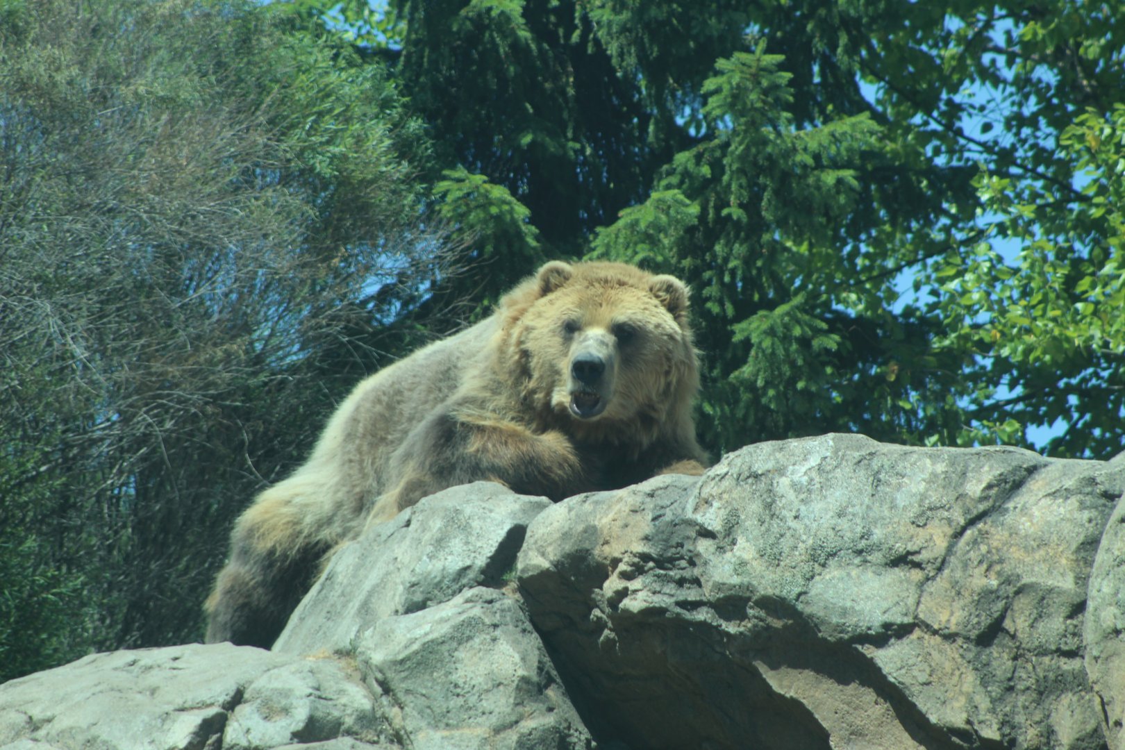 Grizzly Bear - Russia's Grizzly Coast