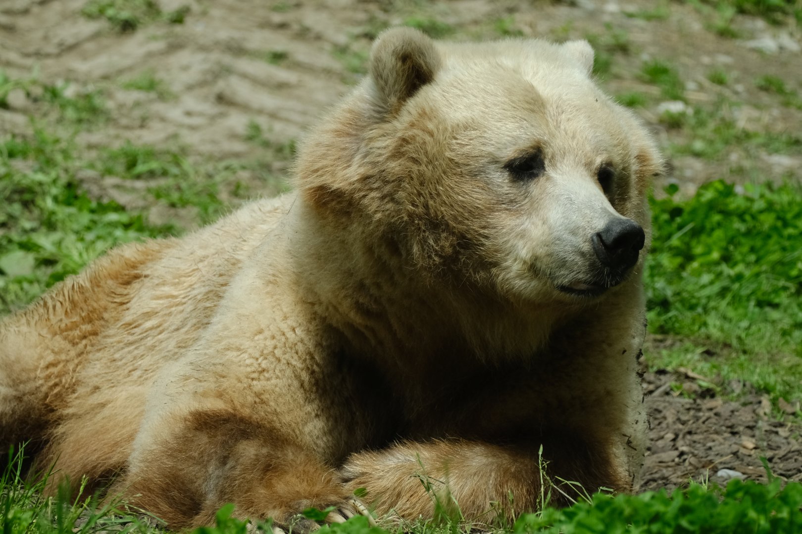 Grizzly bear, Shintay (f) - May 27, 2025