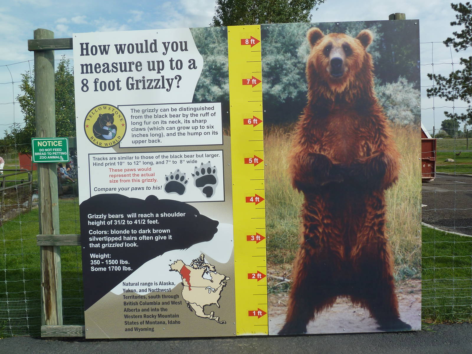 Grizzly Bear Sign