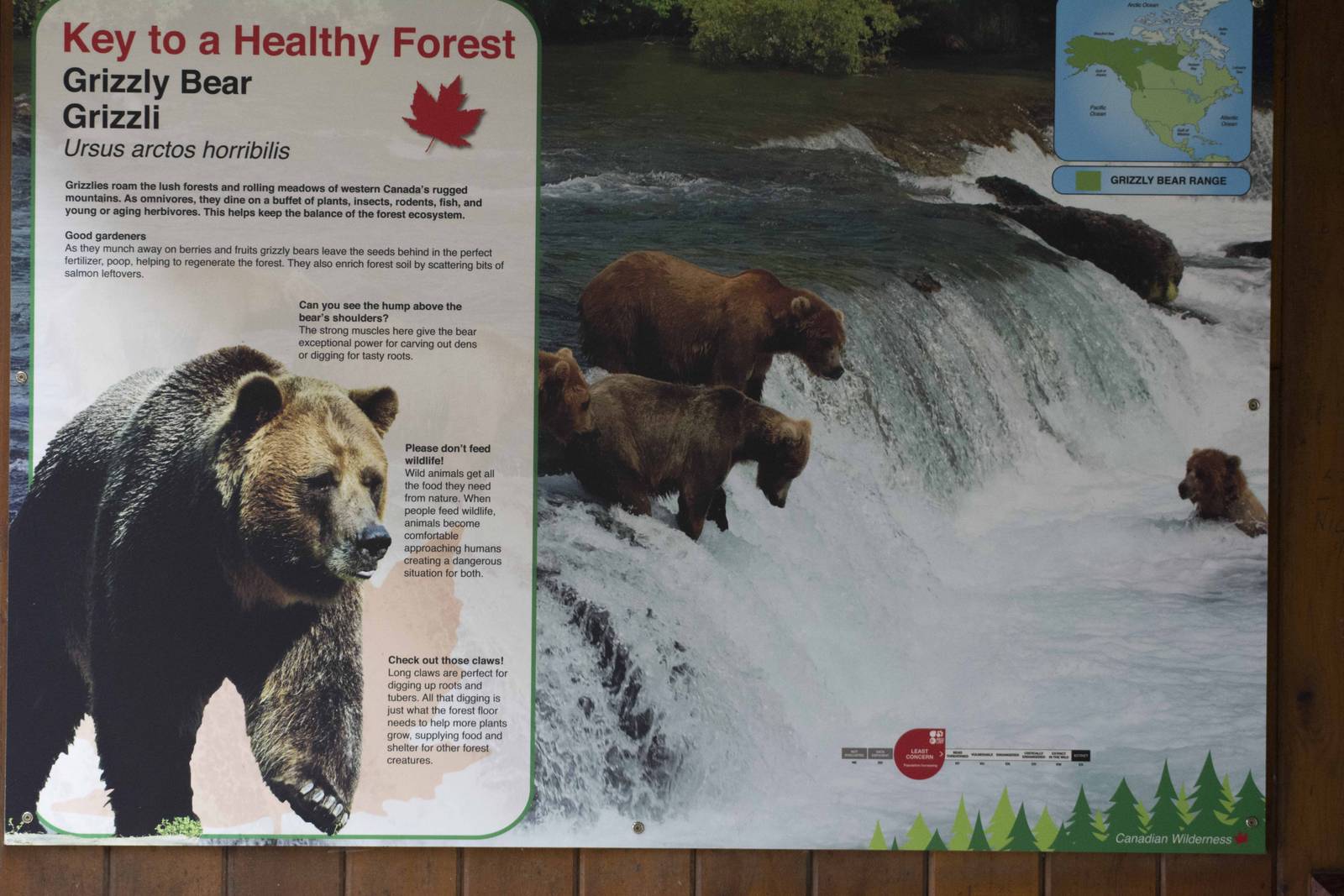 Grizzly Bear Signage 01