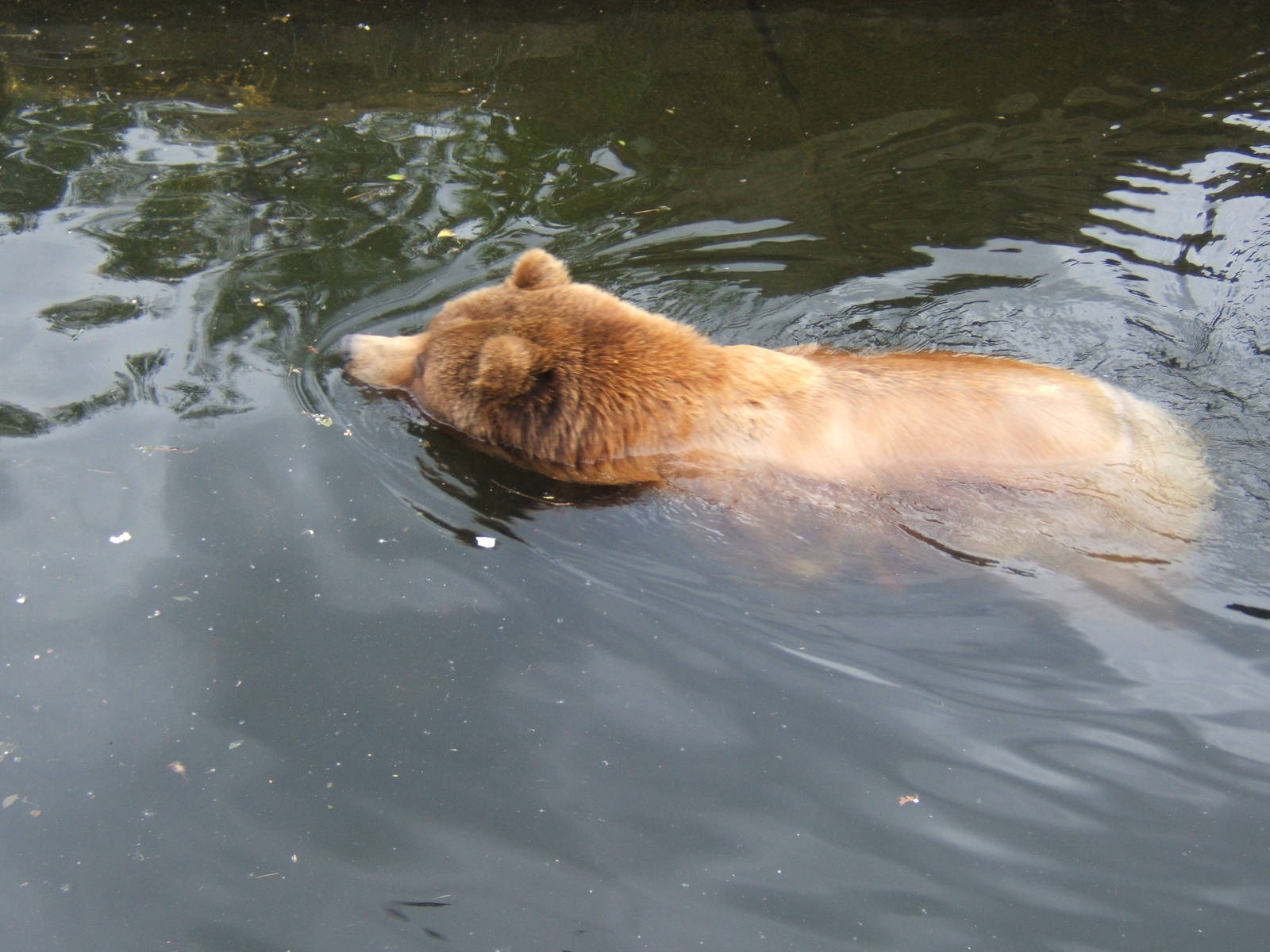 Grizzly Bear swimmimng