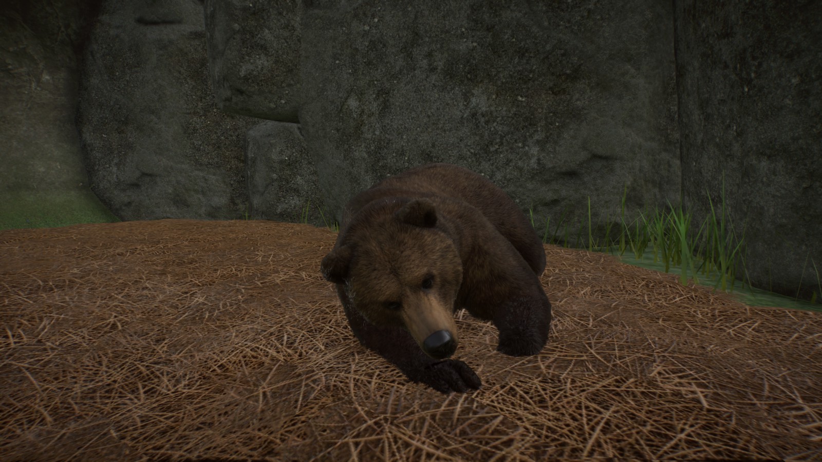 Grizzly Bear taking a Nap