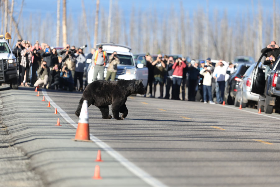 grizzly bear traffic jam