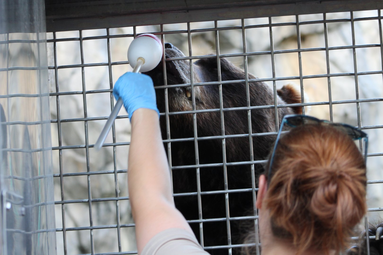 Grizzly Bear Training - Great Bear Wilderness