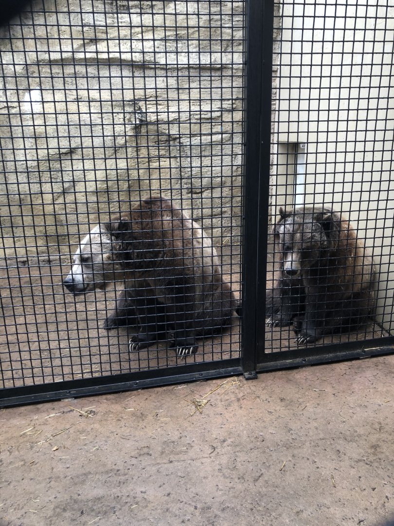 Grizzly Bear Training Session