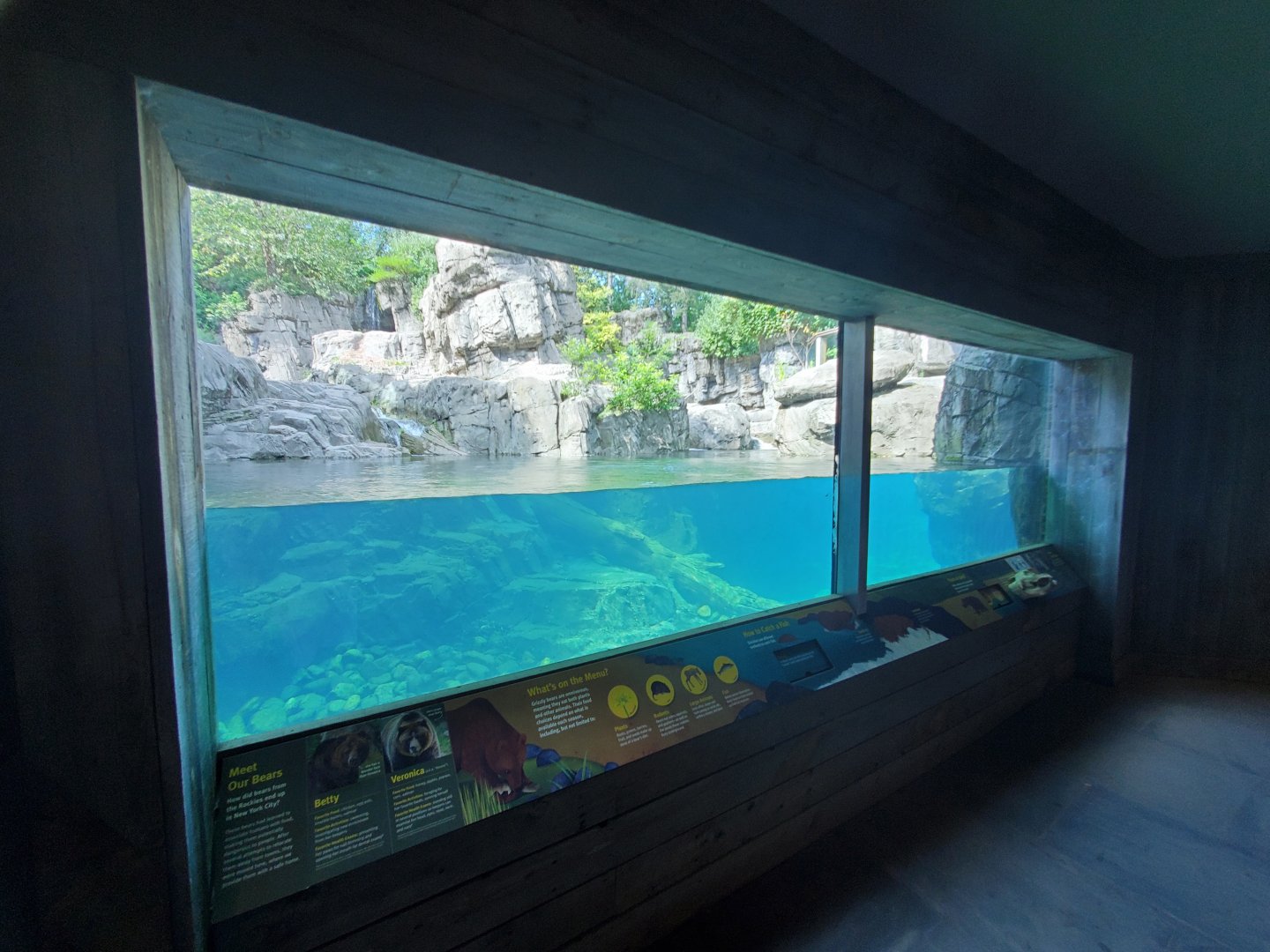 Grizzly Bear Underwater Viewing - August 2021