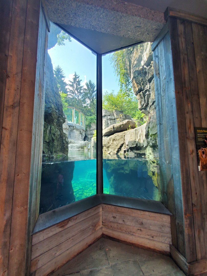 Grizzly Bear Underwater Viewing - August 2021