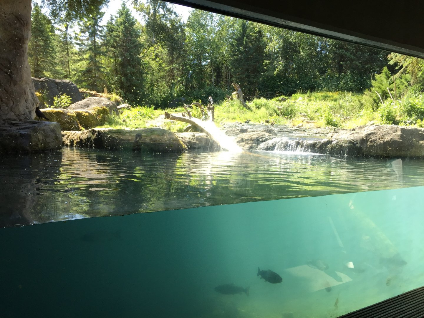 Grizzly Bear Underwater Viewing