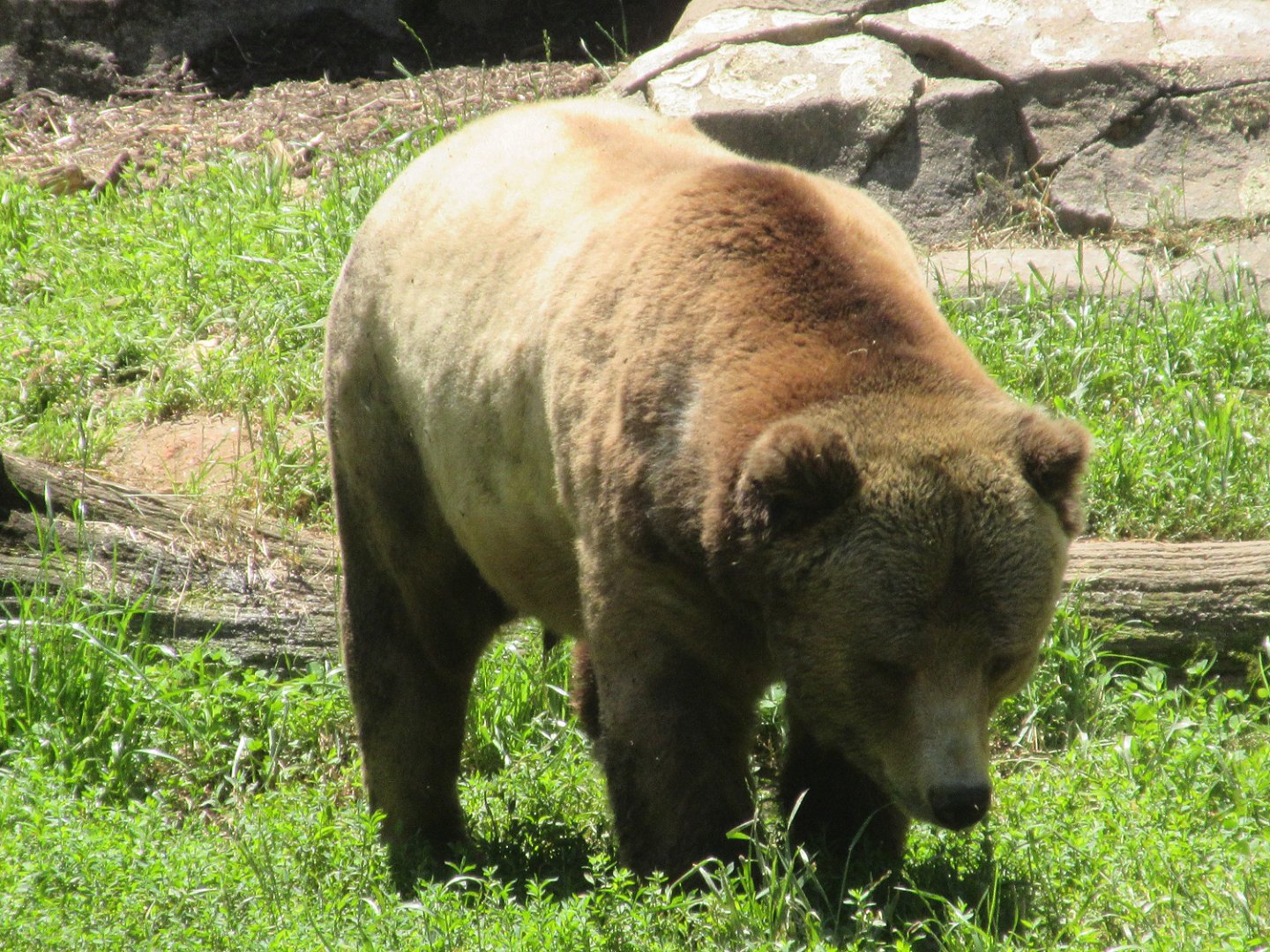 Grizzly Bear (Ursus arctos horribilis)