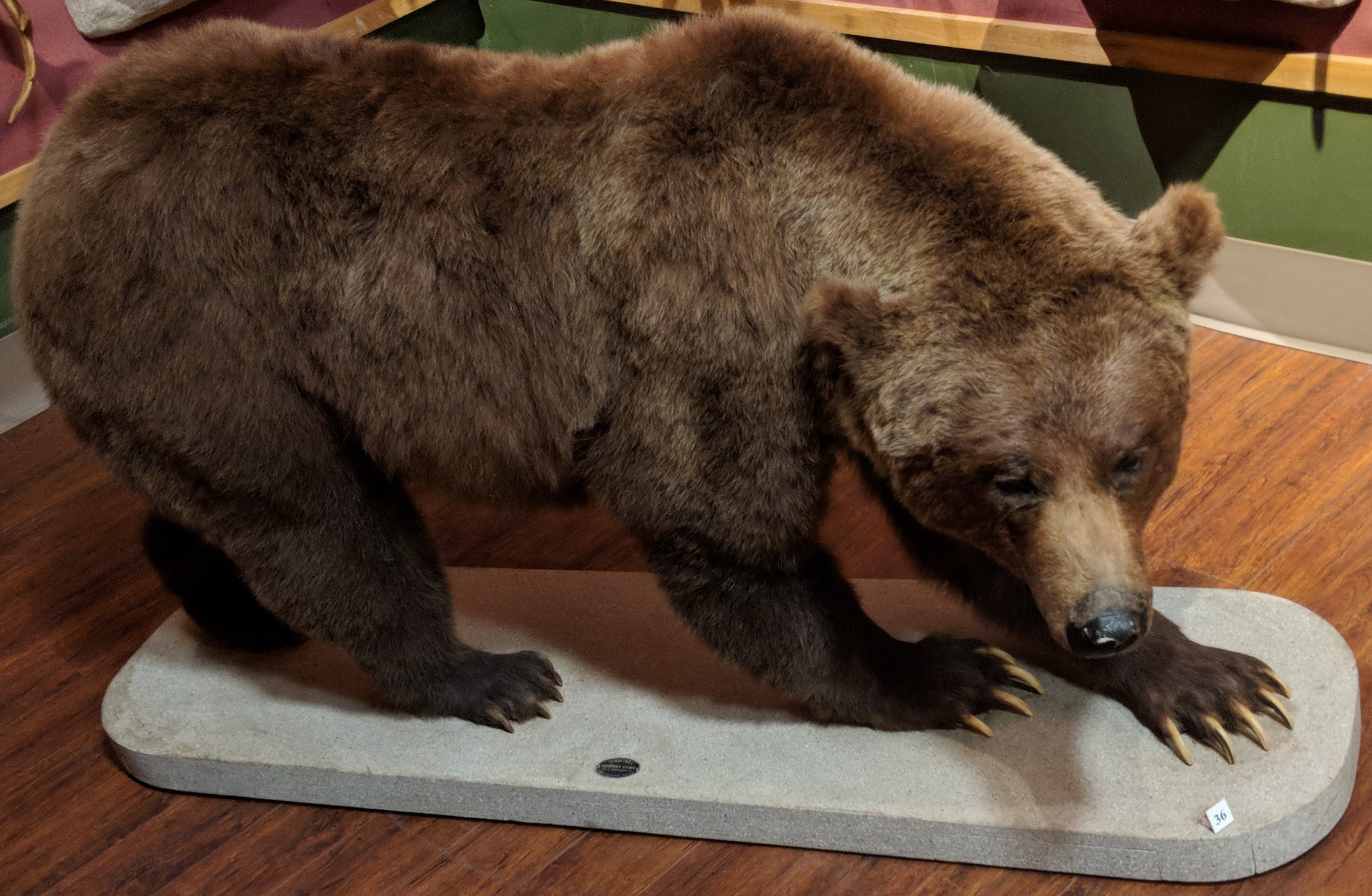 Grizzly bear (Ursus arctos horribilis)