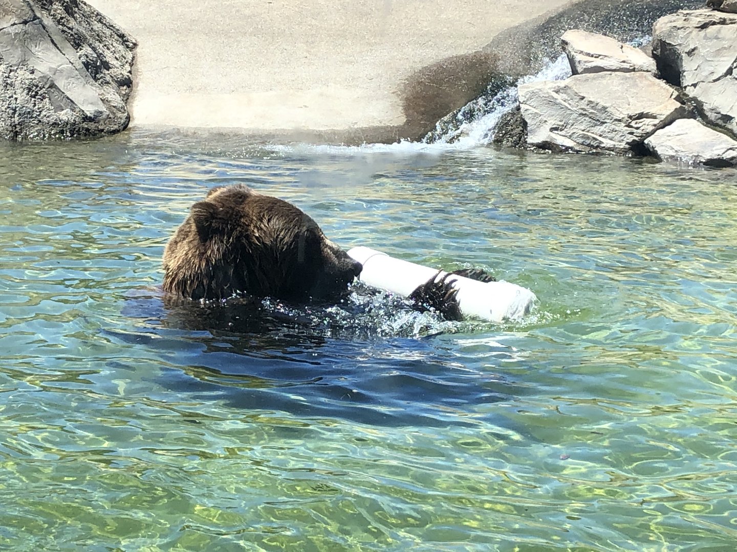 Grizzly bear, Ursus arctos horribilis