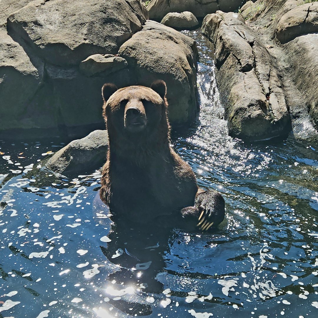 Grizzly Bear (Ursus arctos horribilis)