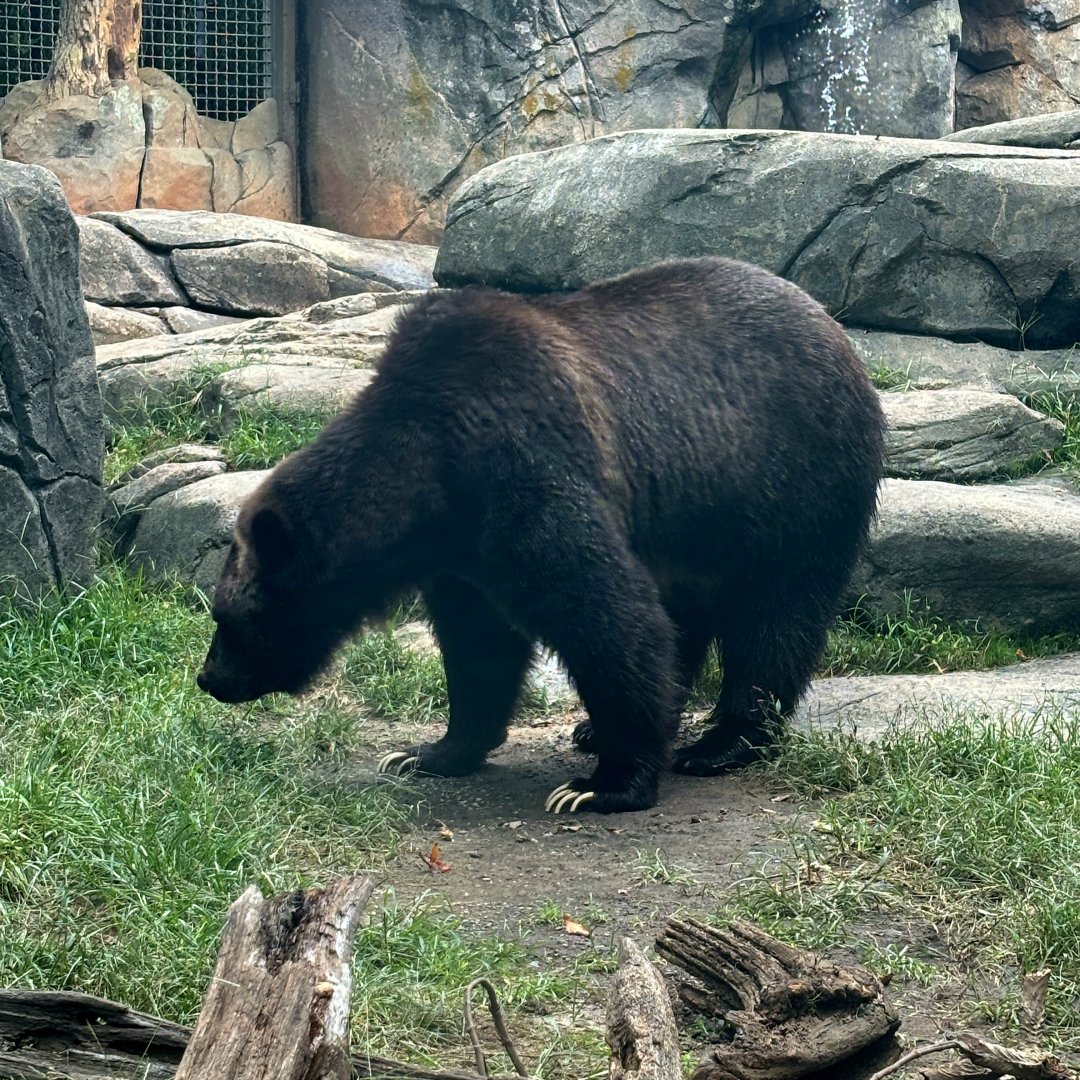 Grizzly Bear (Ursus arctos horribilis)