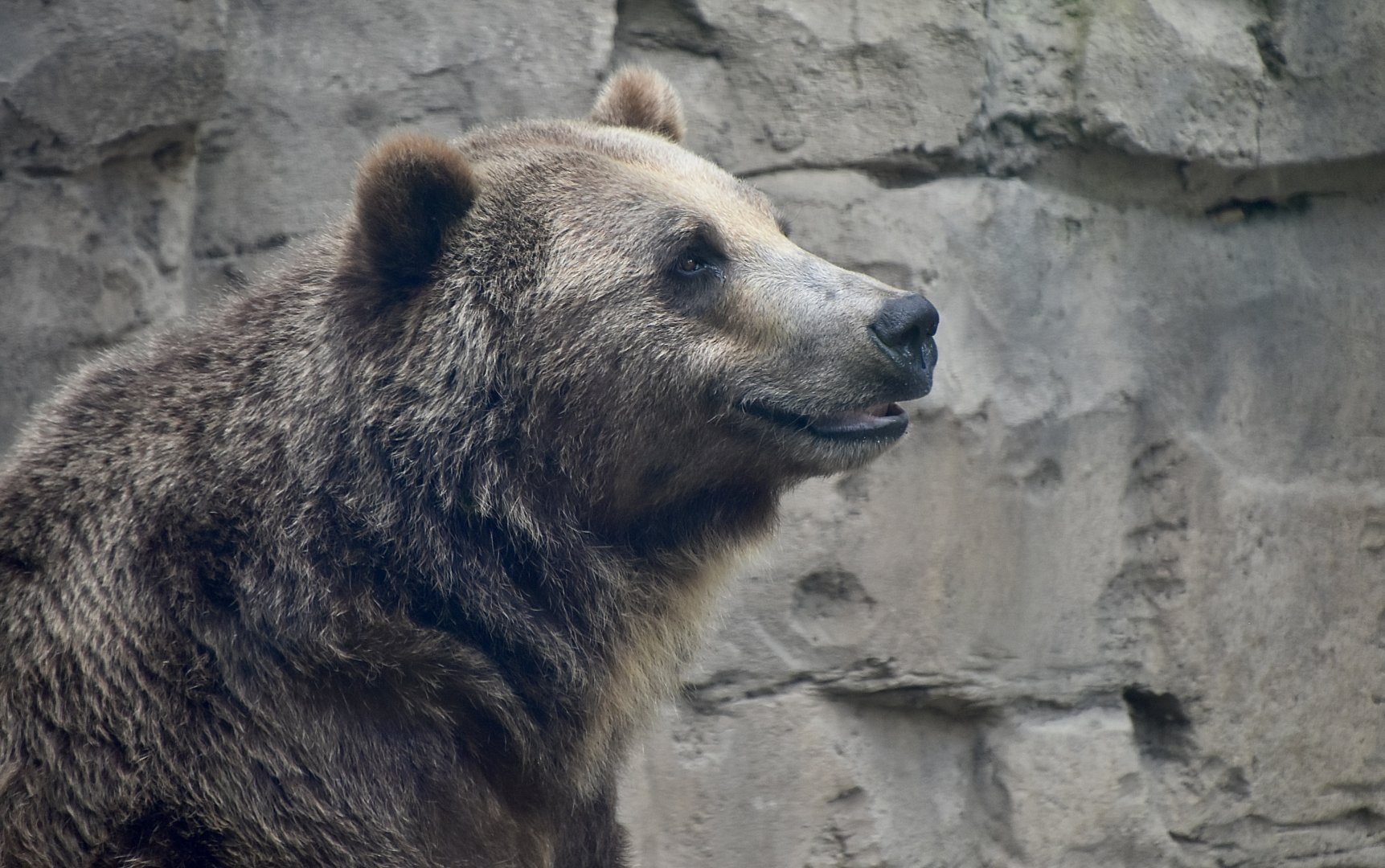Grizzly Bear (Ursus arctos horribilis)