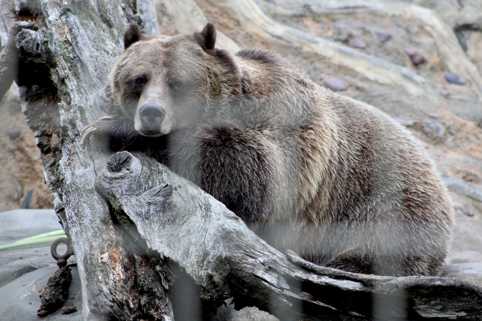Grizzly Bear (Ursus arctos horribilis)