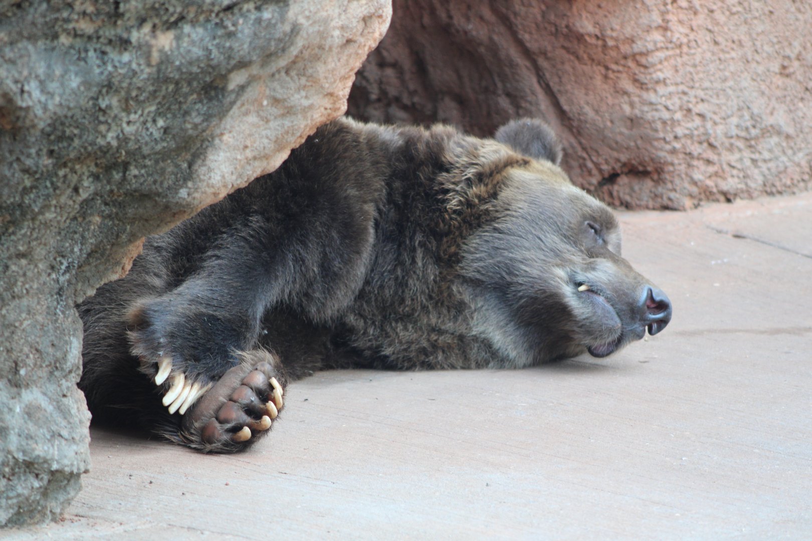 Grizzly Bear (Ursus arctos horribilis)