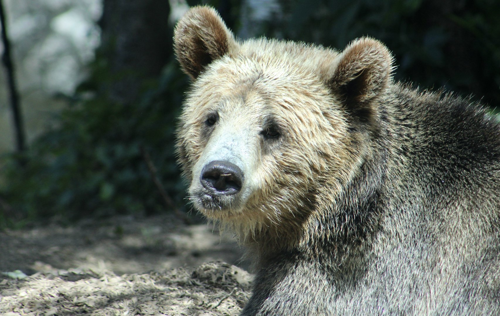 Grizzly Bear (Ursus arctos horriblis) - "Fern"