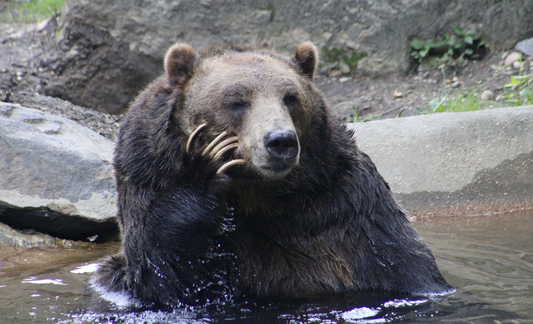 Grizzly Bear (Ursus arctos horriblis) - "Glacier"