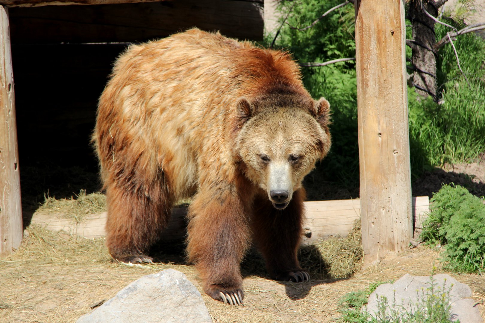 grizzly bear (Ursus arctos ssp.)