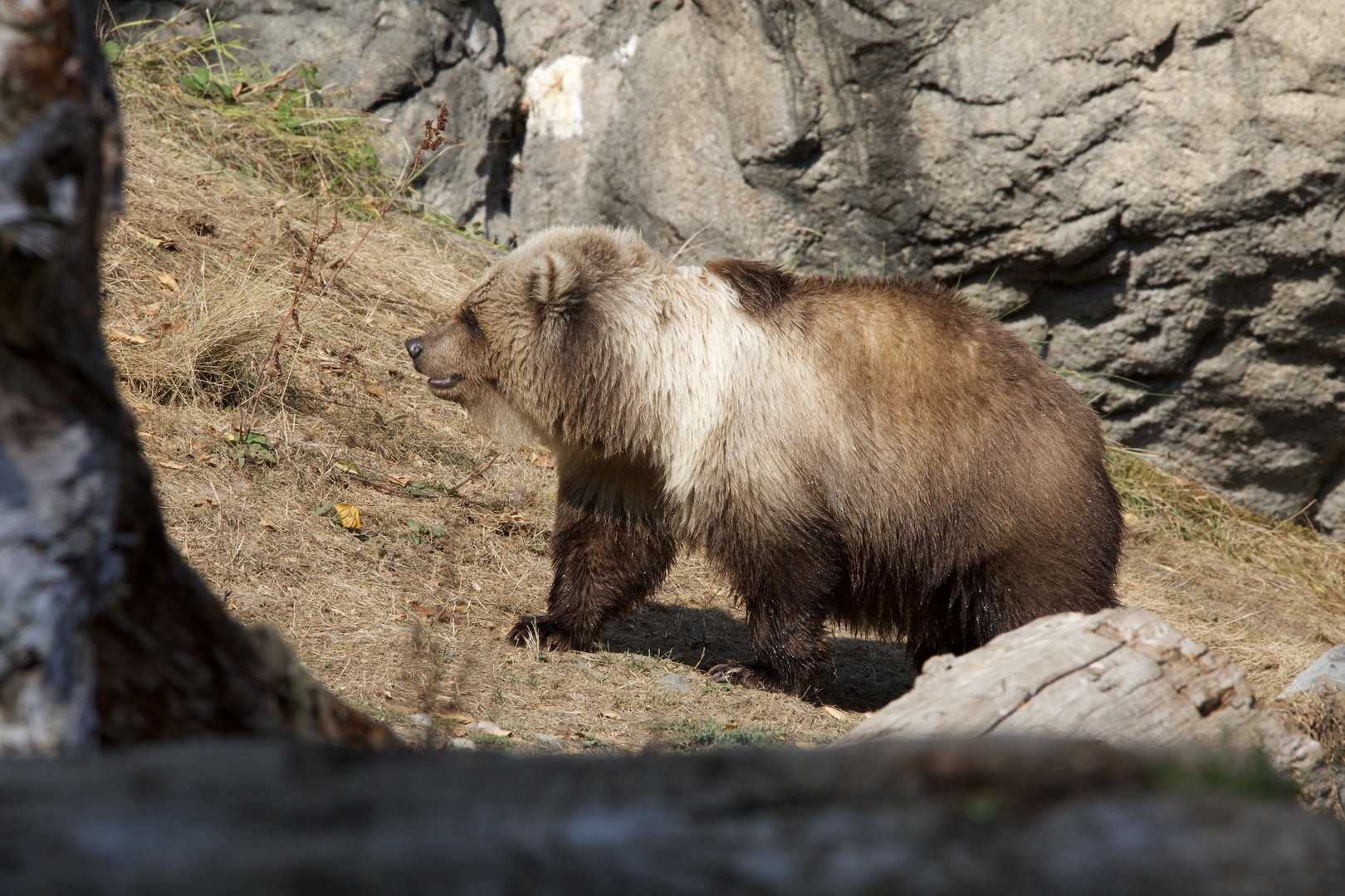 Grizzly bear/ Ursus arctos ssp.